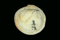 藏品(布紋滿月蛤)的圖片